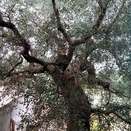 Orto Degli Ulivi Holiday home